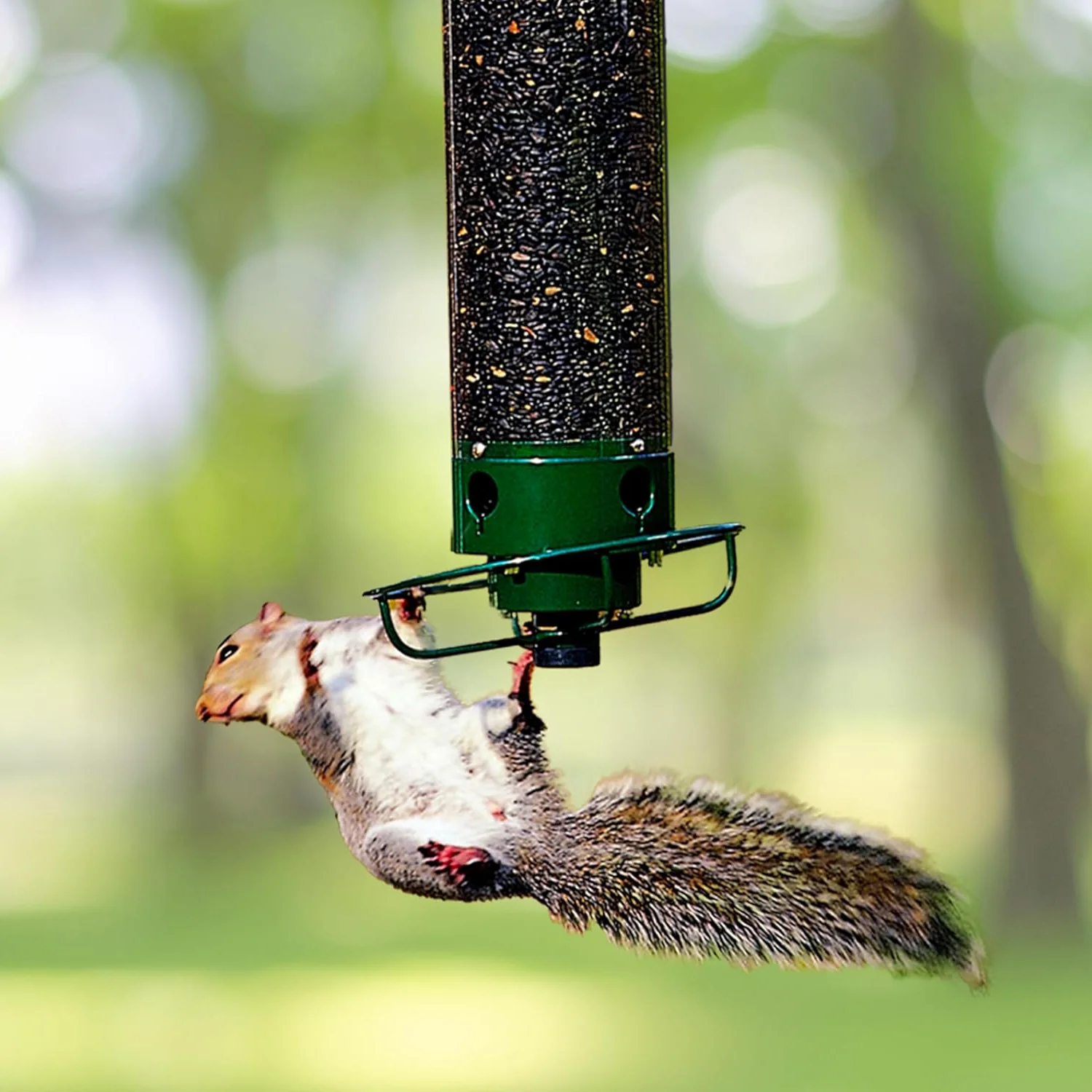 Hanging Bird Feeder with Squirrel Guard Seed Tube Feeder - Image 2