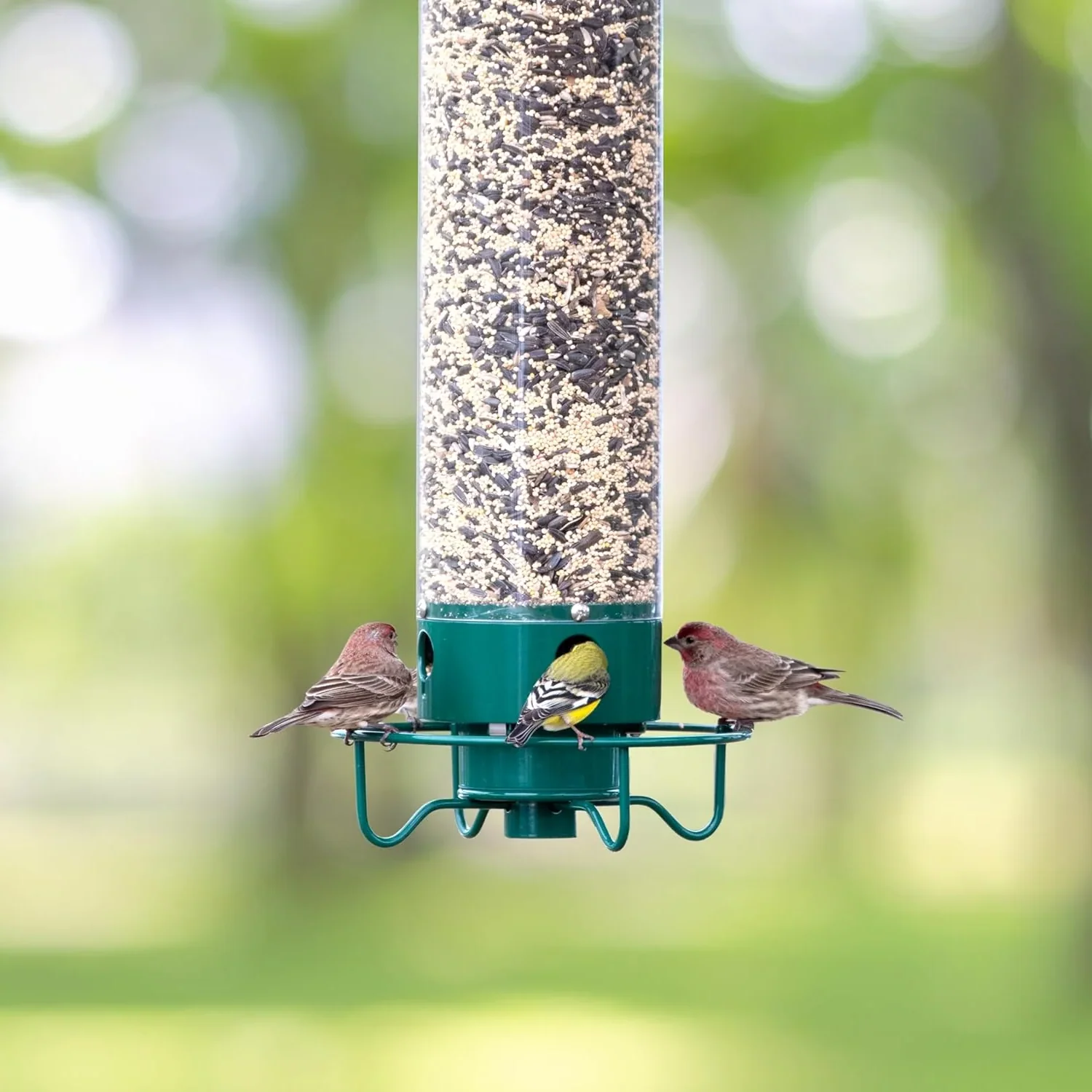 Hanging Bird Feeder with Squirrel Guard Seed Tube Feeder - Image 5