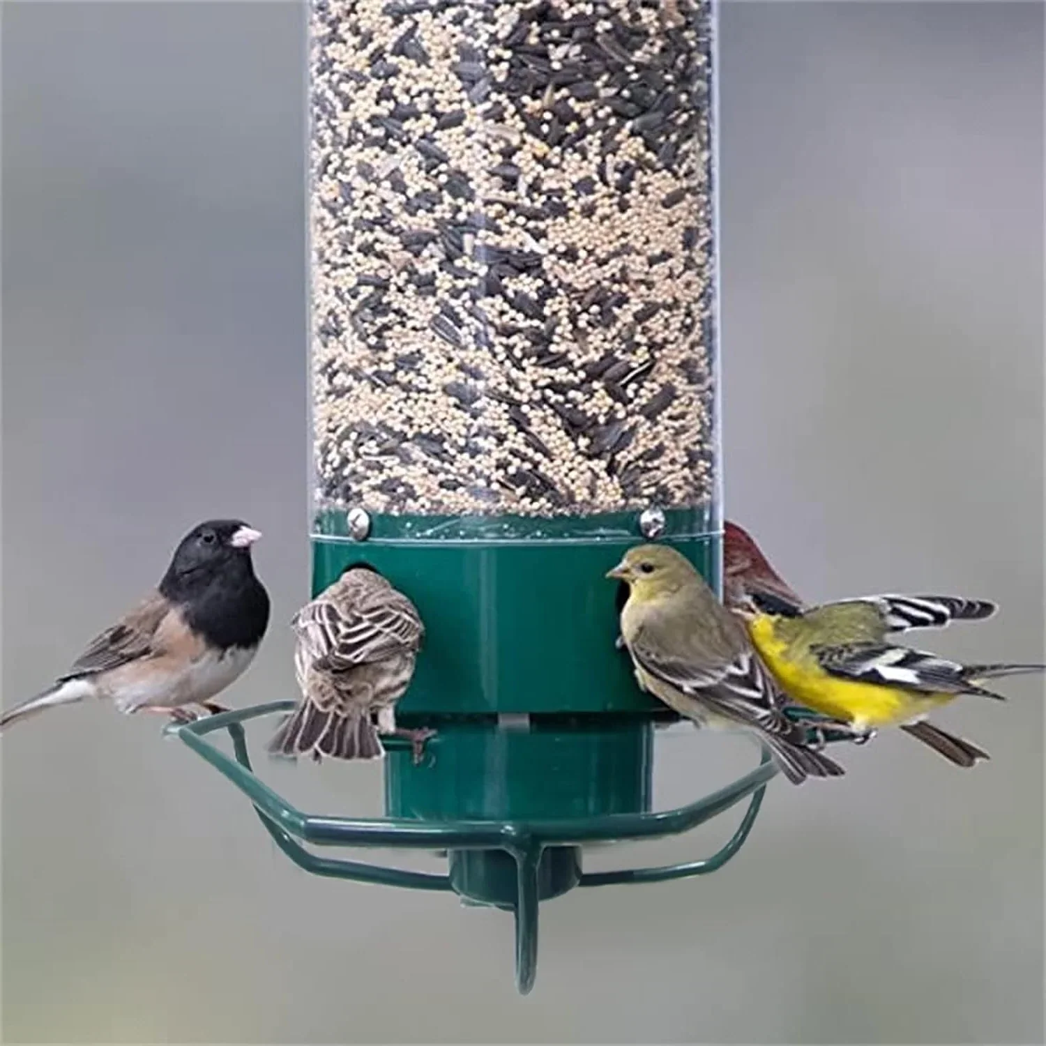Hanging Bird Feeder with Squirrel Guard Seed Tube Feeder - Image 6