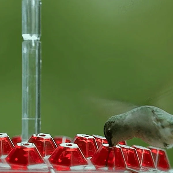 Hummingbird Feeder with Ant Moat Hanging Nectar Feeder - Image 3