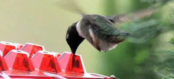 Outdoor Hanging Hummingbird Feeder with Ant Guard Nectar Tray - Image 2