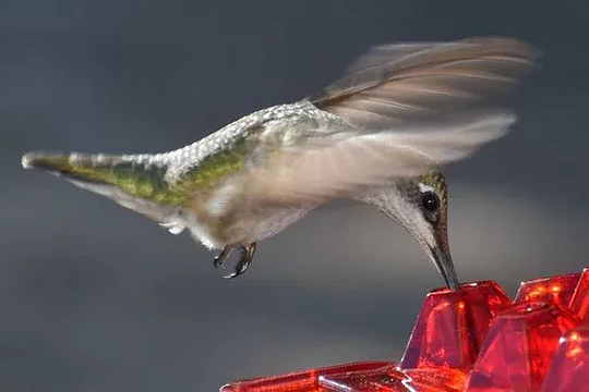 Outdoor Hanging Hummingbird Feeder with Ant Guard Nectar Tray - Image 4