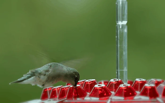 Outdoor Hanging Hummingbird Feeder with Ant Guard Nectar Tray - Image 7